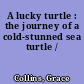 A lucky turtle : the journey of a cold-stunned sea turtle /